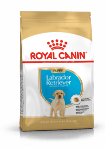 Chiot Labrador Retriever product image