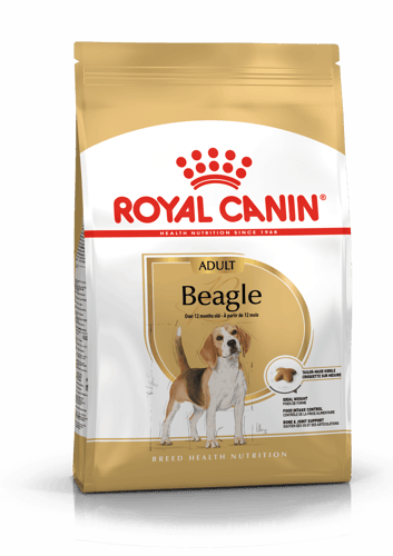 Beagle Adult