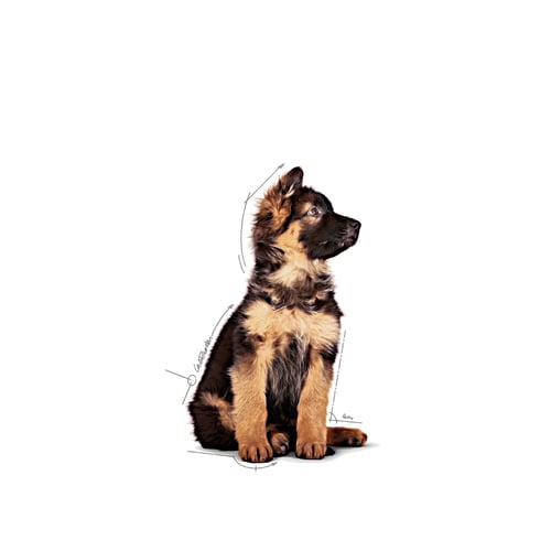 Royal Canin Maxi Puppy Våtfoder för hundvalp