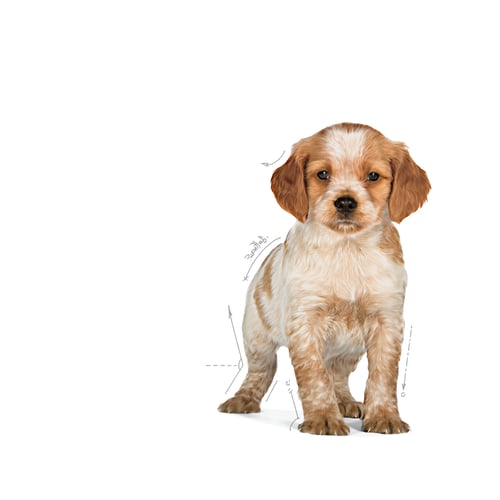 Royal Canin Medium Puppy Torrfoder för hundvalp