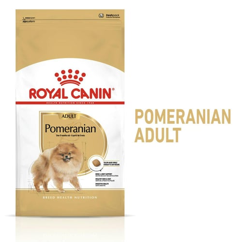 Pomeranian Adult