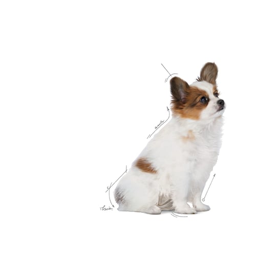 Royal Canin X-Small Puppy Torrfoder för hundvalp