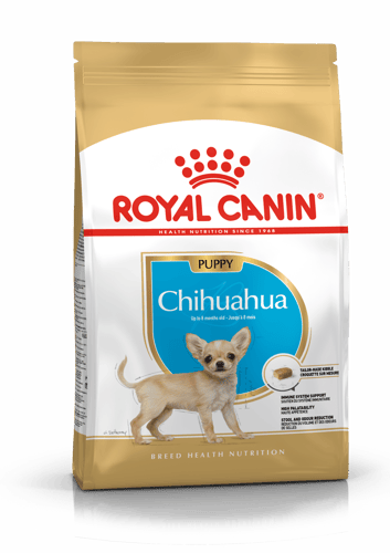 Chiot Chihuahua 