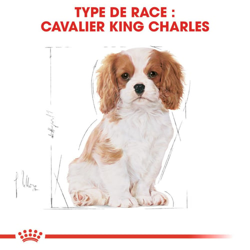 Chiot Cavalier King Charles 