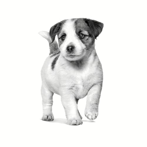 Derma Skin Care Puppy Small Dog