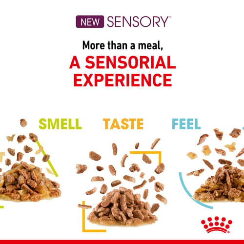Sensory Taste Gravy Adult