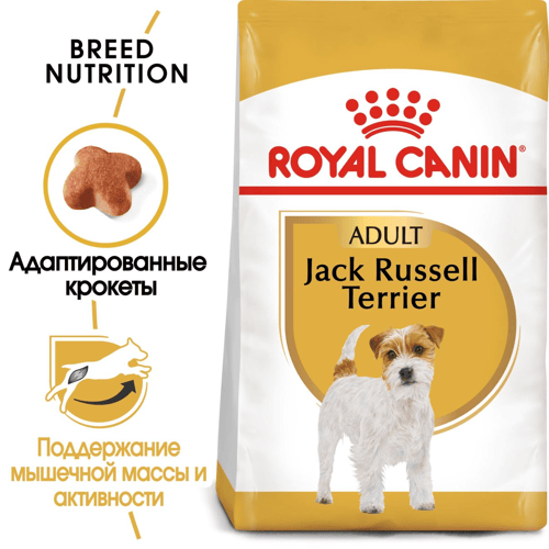 Jack Russell Adult