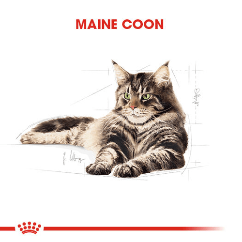 Maine Coon Adult