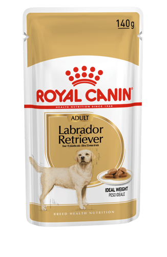 Labrador Retriever en sauce