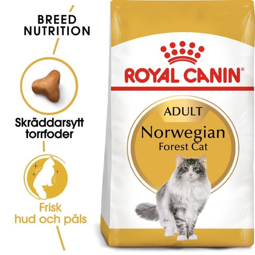 Norwegian Forest Cat Adult