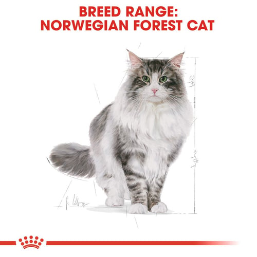 Norwegian Forest Cat Adult