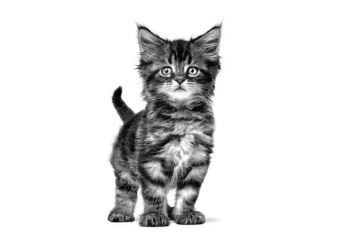 Cat Gastrointestinal Kitten