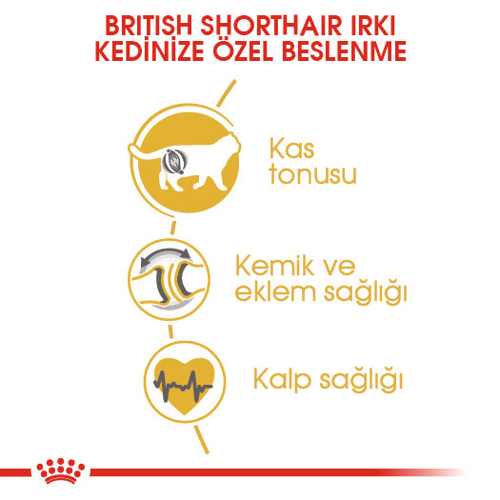 British Shorthair Adult