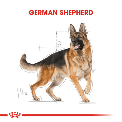 German Shepherd Adult