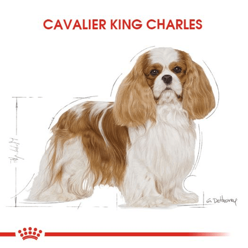 Cavalier King Charles Adult