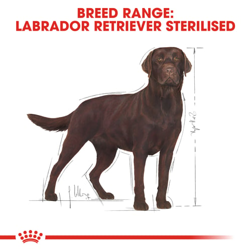 Labrador Retriever Sterilised